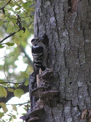 Dendrocopos_minor_mushrooms_tree_brok_1_beentree_free.jpg