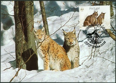 Portugal 1988 Luchs-27-8.jpg