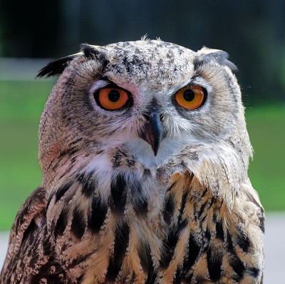 800px-Uhu-Bubo-Bubo-Falknerhof-Lenggries-2010.jpg