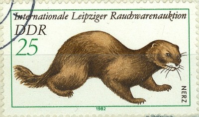 DDR 1982 MiNr. 2679 Nerz.jpg
