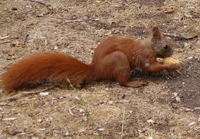 1280px-Flitzi_bearbeitet.jpg