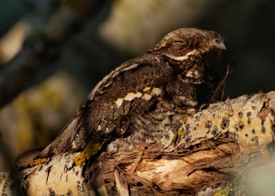 1024px-Caprimulgus_europaeus_1200x855.jpg