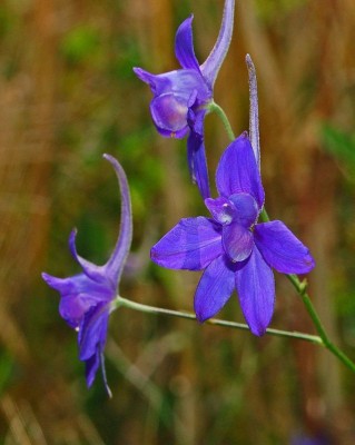 Ranuncolaceae_-_Consolida_regalis-2.JPG