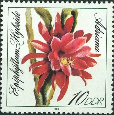DDR Kakteen 1989 -1.jpg