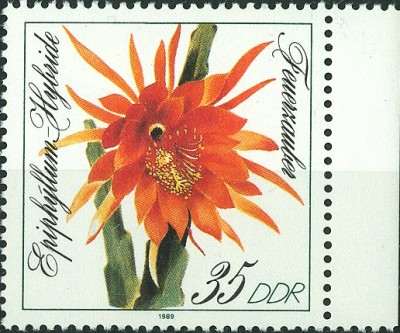 DDR Kakteen 1989 -2.jpg