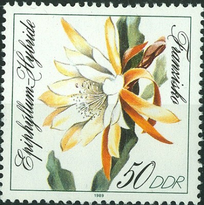 DDR Kakteen 1989 -3.jpg
