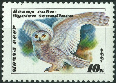 CCCP 1990 MiNr. Schneeeule Nyctea scandiaca.jpg