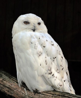 Bubo_scandiacus_(Linnaeus,_1758)_Male.jpg