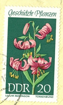 DDR MiNr. 1459 Türkenbund.jpg