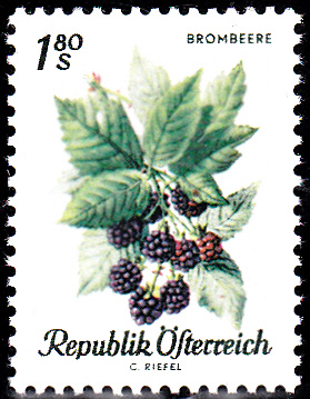 Früchte_0004.jpg