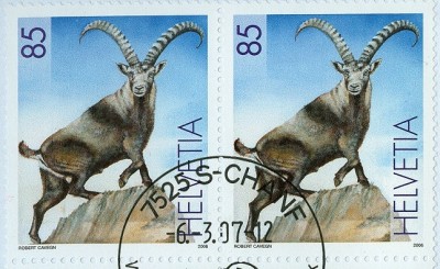 Schweiz 2006 Alpensteinbock-1.jpg