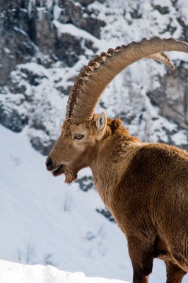 640px-Alpine_Ibex_feb08a.jpg