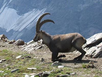 1024px-SteinbockGabinten.jpg