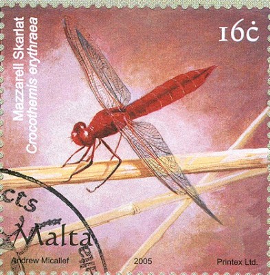 Malta 2005 Insekten Crocothemis erythraea - Feuerlibelle.jpg