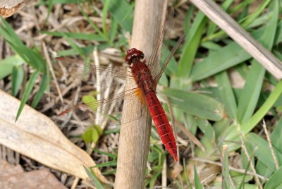 1280px-Crocothemis_erythraea_qtl1.jpg