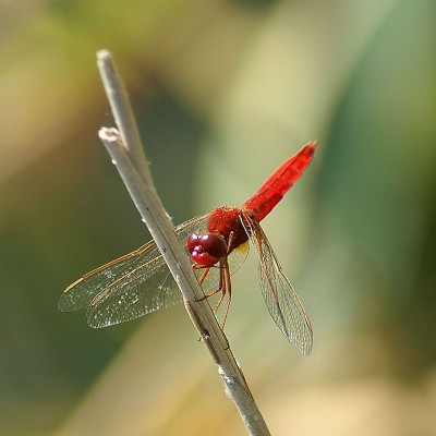 800px-FeuerLibelle2.JPG