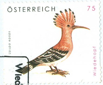 Österreich 19xx Wiedehopf -1.jpg