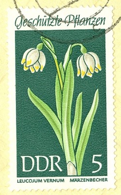 DDR MiNr. Märzenbecher.jpg