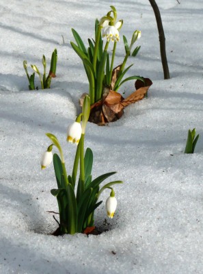 Schweineberg_zwei_Märzenbecher_im_Schnee_2.jpg