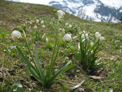 1024px-Leucojum_vernum_in_the_Allgaeuer_Alps.JPG