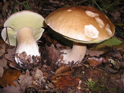 1024px-Boletus_edulis_EtgHollande_041031_091.jpg