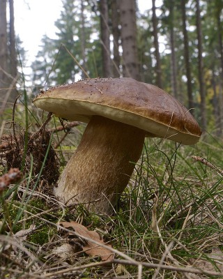 Boletus_edulis_LC0371.jpg