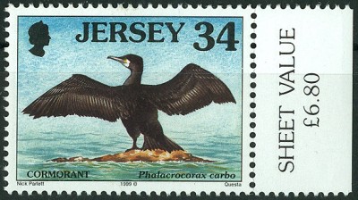 Jersey 1999  - Kormoran Phalacrocorax carbo.jpg