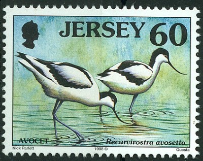 Jersey 1998 - Säbelschnäbler - Recurvirostra avosetta.jpg