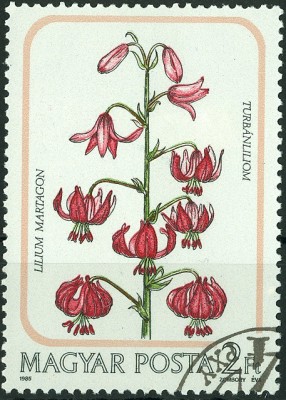 Ungarn 1985 - Türkenbundlilie.jpg