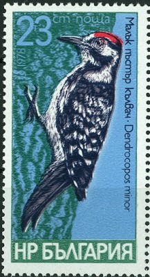 Bulgarien 1978 - Kleiner Buntspecht.jpg