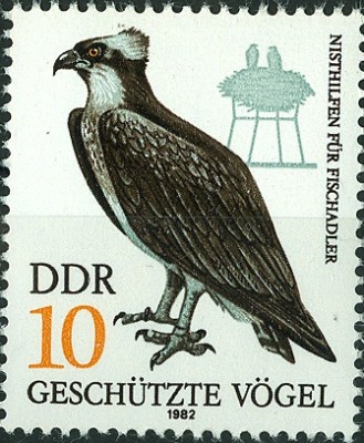 DDR 1982 - Fischadler.jpg
