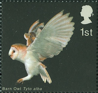 GB Schleiereule Tyto alba 1.jpg