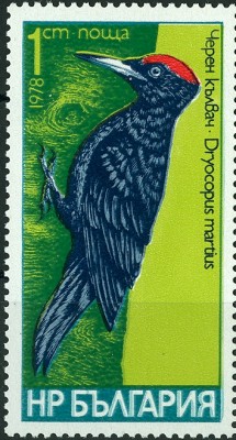 Bulgarien 1978 - SchwarzSpecht.jpg