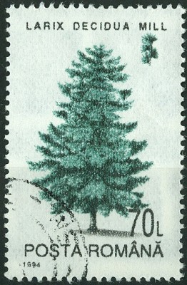Rumänien 1994 - 70 Leu Europ. Lärche, Larix decidua Mill..jpg