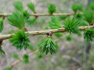 1024px-Larix_decidua-Nadelansatz.jpg