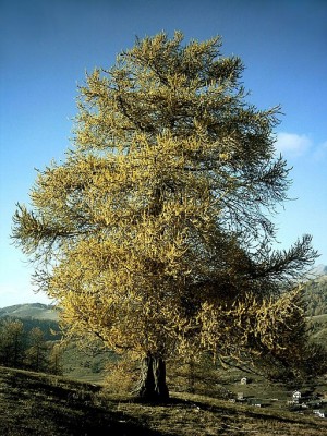 640px-Mélèze_en_Automne.JPG