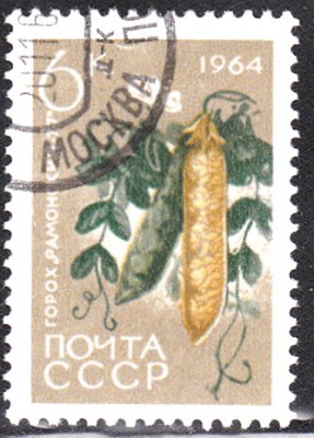 Gemüse.jpg