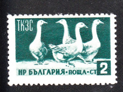 Fleisch_0001.jpg