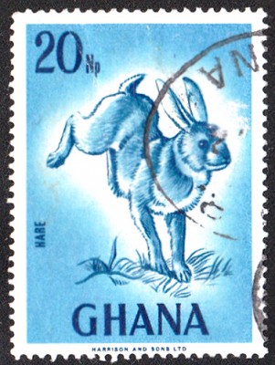 Feldhase_0002.jpg
