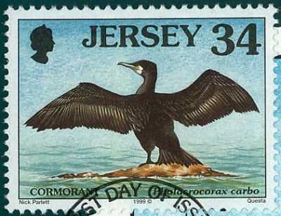 Jersey 1999 - Phalacrocorax carbo - Kormoran -1.jpg