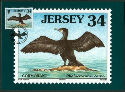 Jersey 1999 - Phalacrocorax carbo - Kormoran -2.jpg