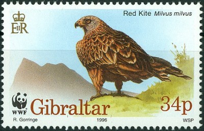 Gibraltar 1996 - Roter Milan -1.jpg