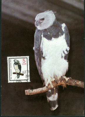DDR 1985 MiNr. 2952 Haryie auf MaxiCard.jpg