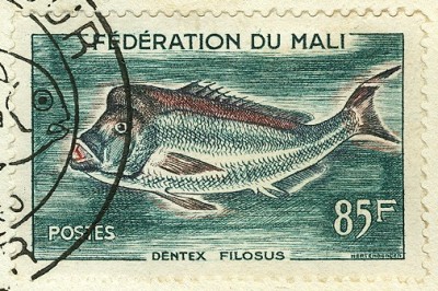 Mali 1960 Fische -4.jpg