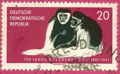 DDR 1961 MiNr. 826 auf MaxiCard Kilimandscharo-Guerezas.jpg