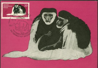 DDR 1961 MiNr. 826 auf MaxiCard Kilimandscharo-Guerezas-1.jpg