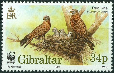 Gibraltar 1996 - Roter Milan -2.jpg
