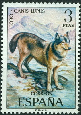 Spanien - Wolf Canis lupus.jpg