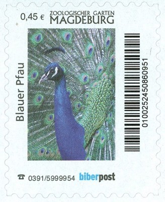 ZOO Magdeburg-BlauerPfau.jpg