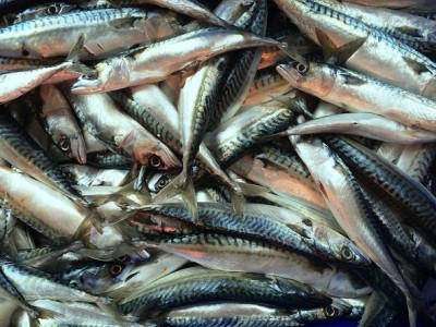 Mackerel_(Scomber_scombrus).jpg